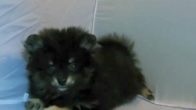 Наши Помы смотреть онлайн