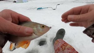 Зимняя рыбалка 2024-25. БЕШЕНЫЙ КЛЁВ УКЛЕЙКИ .