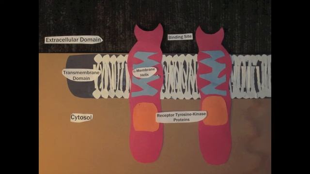 Tyrosine Receptor Kinases Overview смотреть онлайн