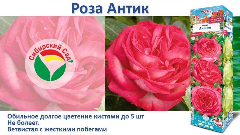 Роза Антик (Плетистая) от Агрофирмы "Сибирский сад"