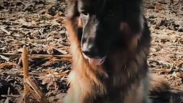 Прекрасные собаки.