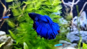 Рыбка ПЕТУШОК. Аквариум для петушка. Аквариумные растения. Неоны. Торакатум. Коридорас. Ампулярия.