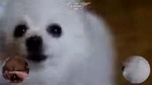 Собака поёт песню из бравла