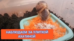 НАБЛЮДАЕМ ЗА УЛИТКОЙ АХАТИНОЙ