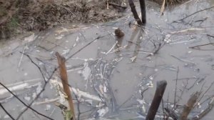 Охота на бобра с собакой 3