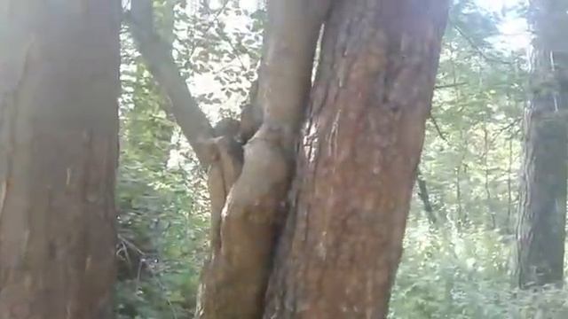 белочки в сосновом бору Кемерово смотреть онлайн