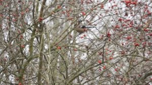 Самка снегиря ест боярышник, наблюдение птиц в Великом Новгороде, 06.12.2024