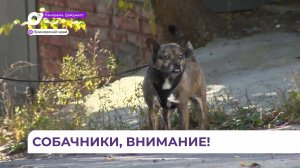В Приморье с 1 января вводятся штрафы для хозяев собак за самовыгул питомца и отсутствие чипа