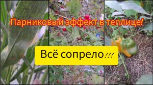 19.09.2023 #2 ИЗ ГОДА В ГОД ОДНА И ТА ЖЕ ОШИБКА_БОЧКА В ТЕПЛИЦЕ НЕ К ДОБРУ!😔ВСЁ СОПРЕЛО!!!😥