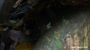 Ядовитая панамская лягушка в действии (Panamanian poisonous frog in action)