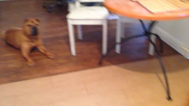 Рася послушная собака смотреть онлайн