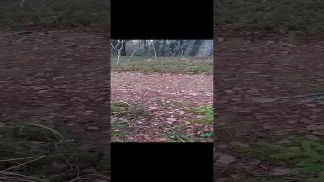 Какже нам повезло! Грибы Мокрухи и Маслята.