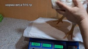 ‼️Загубила бройлеров‼️  У моих бройлеров понос, чем лечить понос у бройлеров.