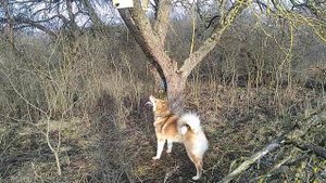 Обучения лаек работать верхом.