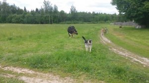 Собака пасет корову