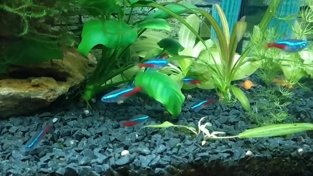 Неоны рвут креветку!!! смотреть онлайн