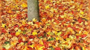 Родная природа