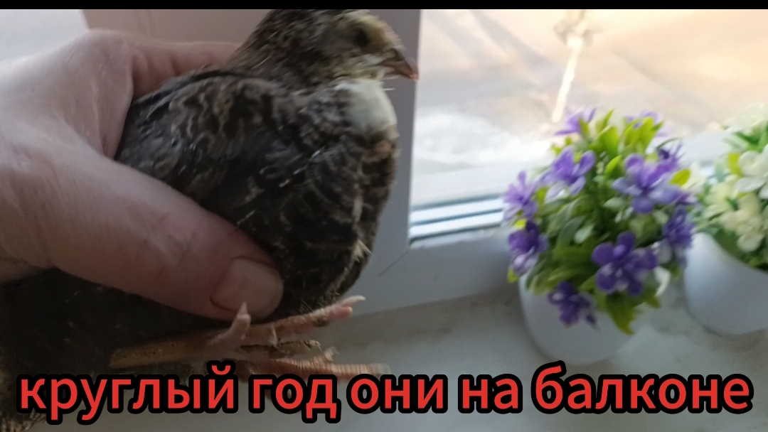 перепелята переезжают на балкон//тушёнка//жареные перепела//лайфхак