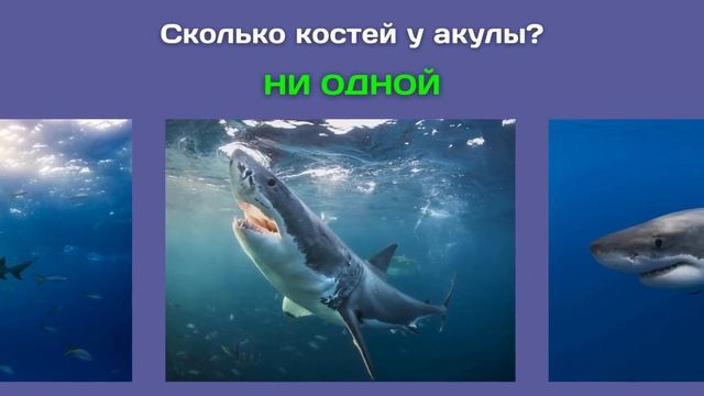 Разминка для ума #12 | Новый тест на общие знания, эрудицию,  и кругозор | Вопрос - ответ