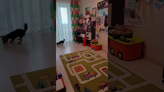 Видео #26 как сделать так чтобы собака принесла мяч в руки смотреть онлайн