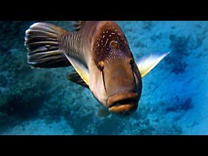 Мой друг наполеон