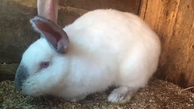 Белый породистый великан криль1 смотреть онлайн