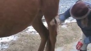 Чистка лошади - 4 - круп, нога