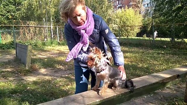 Дрессировка собак -первое занятие ..Йоркширский терьер Боня 8 мес.Дрессировщик Наталья смотреть онлайн