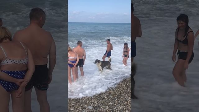 #Ольгинка.#Собаки #пришли#купаться смотреть онлайн