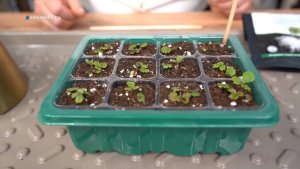 Подкормка рассады. Дачные сезоны