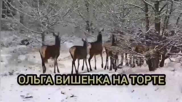 ВЕЧЕРА НА ХУТОРЕ БЛИЗ КУБАНИ. ОЛЮНЯ И КОТЮНЯ. ОБЗОР.