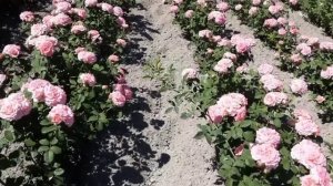 Розы Эшли и Гранд Аморе. Питомник Роз Полины Козловой rozarium biz