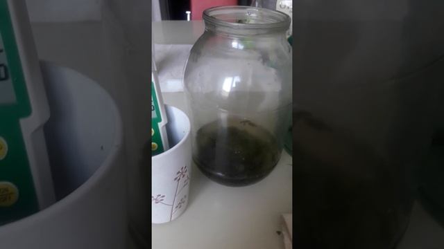 Коапивным квасом оживляем воду - снижаем ОВП! Выводы в сравнении с живыми семенами
