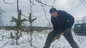Копаю лесные саженцы зимой