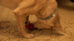 Тестируем игрушку "Конус", "Конг" | Игрушка Конус | Просто собака