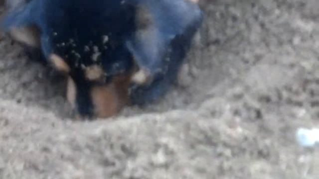 собака ищет товар.смотреть всем! смотреть онлайн