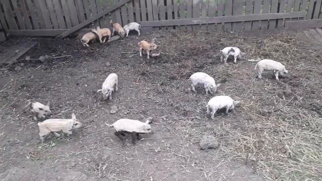 Венгерская мангалица мясо с характером