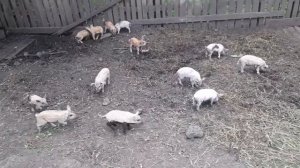 Венгерская мангалица мясо с характером