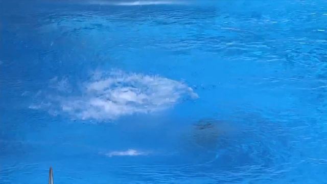 Emilia Nilsson (Sweden) || 3m Springboard || European Championships 2022 смотреть онлайн