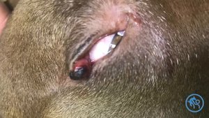 Новообразование у собаки