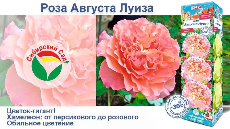 Роза Августа Луиза (Чайно-гибридная) от Агрофирмы "Сибирский сад"