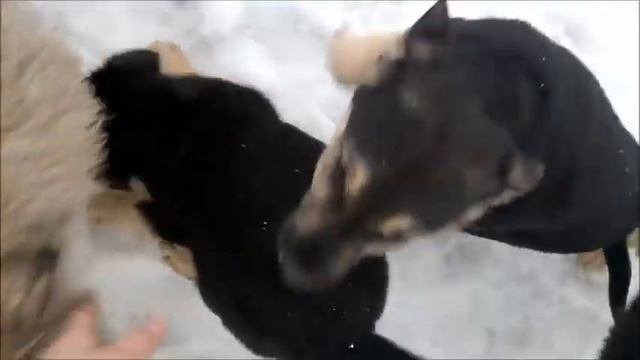 Верхом на лошади / Страна лошадей