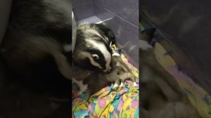 Домашний барсук Игнатий