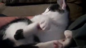 Бой коте с задними лапами!