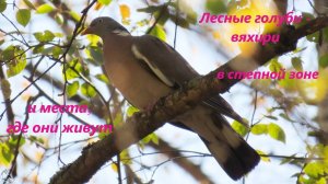 Лесные голуби - вяхири - в степи, и места, и места, которые они выбирают. РО, северо-запад, 2024