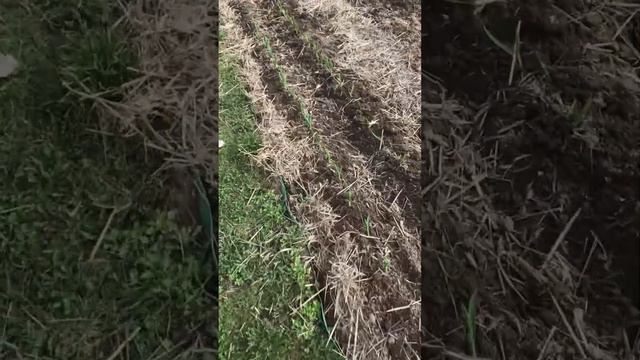 Чеснок озимый.От посадки в сентябре до всходов , полгода (зубчики,головки).Результат вас удивит. смотреть онлайн