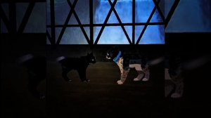 Адская колыбельная WCUE | Астра