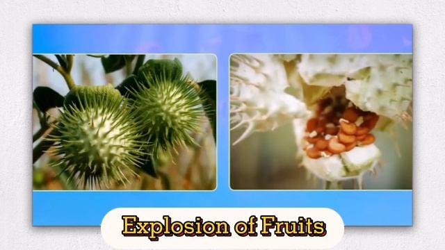 PLANT REPRODUCTION || PARTS OF A FLOWER смотреть онлайн