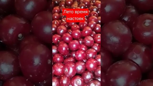 лето время настоек