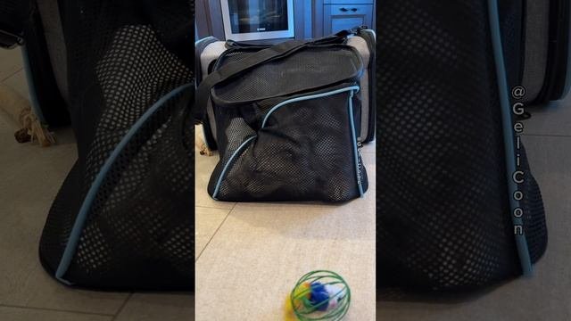 Смешной Мейн-Кун😹